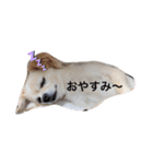 チワワのチャッピーすたんぷ（個別スタンプ：6）