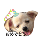 チワワのチャッピーすたんぷ（個別スタンプ：8）