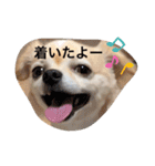 チワワのチャッピーすたんぷ（個別スタンプ：9）