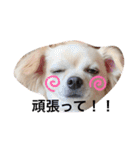 チワワのチャッピーすたんぷ（個別スタンプ：10）