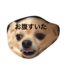 チワワのチャッピーすたんぷ（個別スタンプ：11）