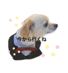 チワワのチャッピーすたんぷ（個別スタンプ：14）
