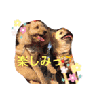 チワワのチャッピーすたんぷ（個別スタンプ：15）