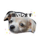 チワワのチャッピーすたんぷ（個別スタンプ：17）