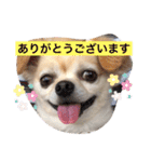 チワワのチャッピーすたんぷ（個別スタンプ：18）