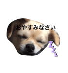 チワワのチャッピーすたんぷ（個別スタンプ：19）