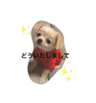 チワワのチャッピーすたんぷ（個別スタンプ：20）