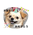 チワワのチャッピーすたんぷ（個別スタンプ：21）