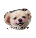 チワワのチャッピーすたんぷ（個別スタンプ：22）