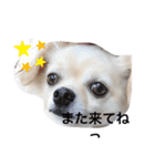 チワワのチャッピーすたんぷ（個別スタンプ：27）