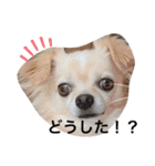 チワワのチャッピーすたんぷ（個別スタンプ：30）