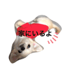 チワワのチャッピーすたんぷ（個別スタンプ：31）