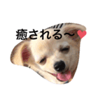 チワワのチャッピーすたんぷ（個別スタンプ：32）
