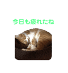きなこの成長スタンプ6（個別スタンプ：4）