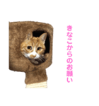 きなこの成長スタンプ6（個別スタンプ：6）