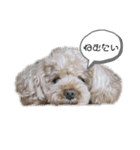 くっきー（会話）（個別スタンプ：1）
