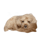 くっきー（会話）（個別スタンプ：4）