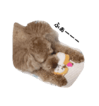 くっきー（会話）（個別スタンプ：7）