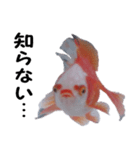 金魚殿（個別スタンプ：1）