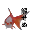 金魚殿（個別スタンプ：2）