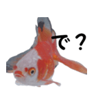 金魚殿（個別スタンプ：3）