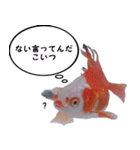 金魚殿（個別スタンプ：4）
