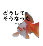 金魚殿（個別スタンプ：5）