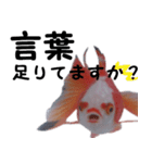 金魚殿（個別スタンプ：9）