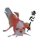金魚殿（個別スタンプ：12）