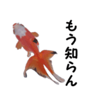 金魚殿（個別スタンプ：14）