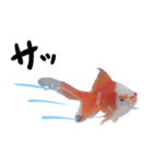 金魚殿（個別スタンプ：15）