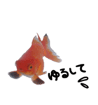 金魚殿（個別スタンプ：16）