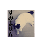 スコのマメスタンプ2（個別スタンプ：11）