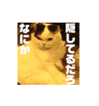 スコのマメスタンプ2（個別スタンプ：16）
