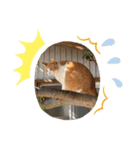 チャッピースタンプ♩（個別スタンプ：6）
