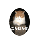 チャッピースタンプ♩（個別スタンプ：10）
