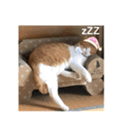 チャッピースタンプ♩（個別スタンプ：11）