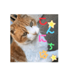 チャッピースタンプ♩（個別スタンプ：12）