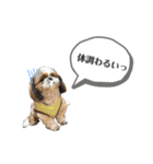 あんこちゃんすたんぷ（個別スタンプ：1）