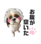 あんこちゃんすたんぷ（個別スタンプ：7）