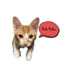 日常cat2（個別スタンプ：1）