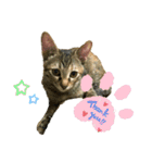 日常cat2（個別スタンプ：2）