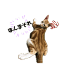 日常cat2（個別スタンプ：3）