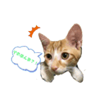 日常cat2（個別スタンプ：4）