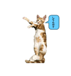 日常cat2（個別スタンプ：5）