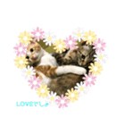 日常cat2（個別スタンプ：6）