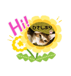 日常cat2（個別スタンプ：7）