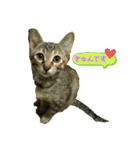 日常cat2（個別スタンプ：8）