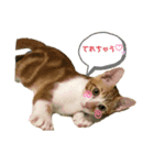 日常cat2（個別スタンプ：9）