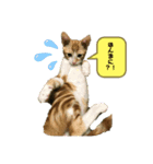 日常cat2（個別スタンプ：10）